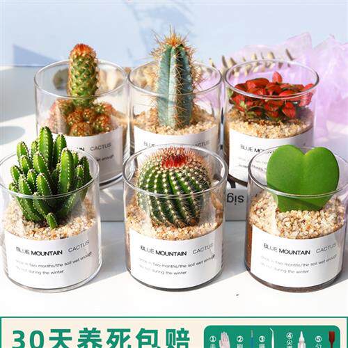 宿舍喜阳耐晒植物多肉插叶高级阳台不怕晒的桌上绿植适合家里养的