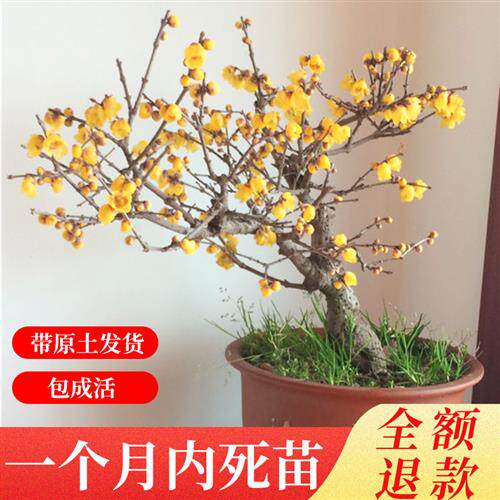 盆景花树寓意好的盆栽家里植物红梅树木老桩花卉庭院好养梅花耐寒