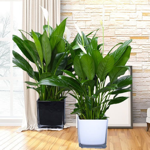 净化空气带花苞北京发货