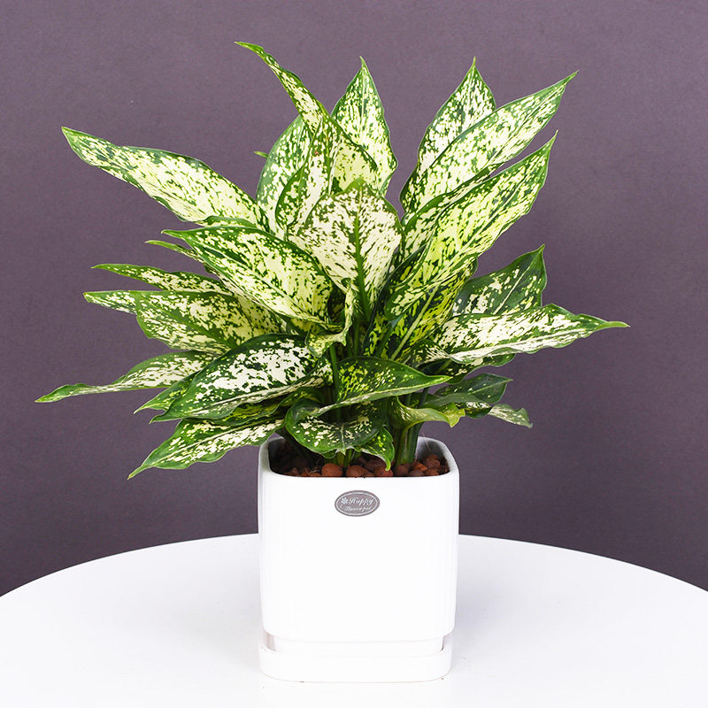 翡翠皇后花叶万年青盆栽办公室内桌面客厅净化空气吸甲醛绿植花卉