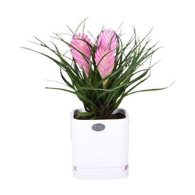 铁兰书房客厅四季开花好养易活