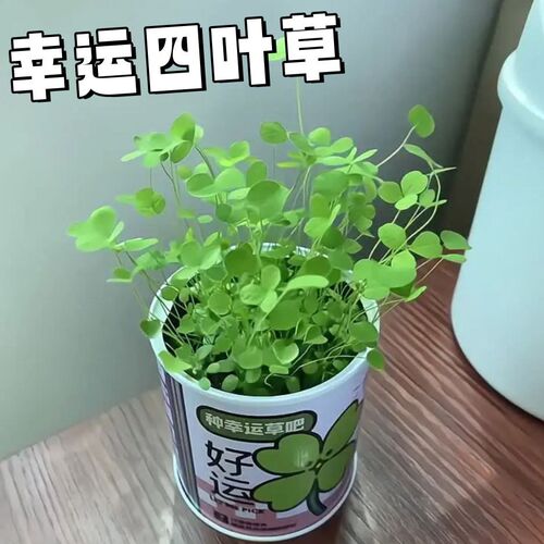 幸运四叶草幸运草室内迷你桌面罐罐植物种植diy小盆栽幼儿园礼物