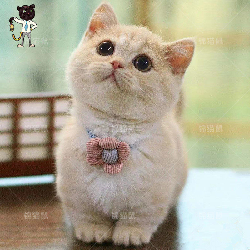 曼基康乳白矮脚猫活体蓝白家养起司纯白幼崽拿破仑小短腿纯种北京