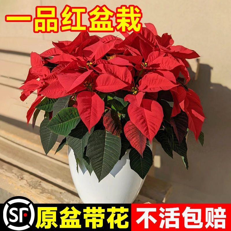 一品红盆栽圣诞花庭院阳台花卉植物室内花好养活四季客厅桌面绿植图片