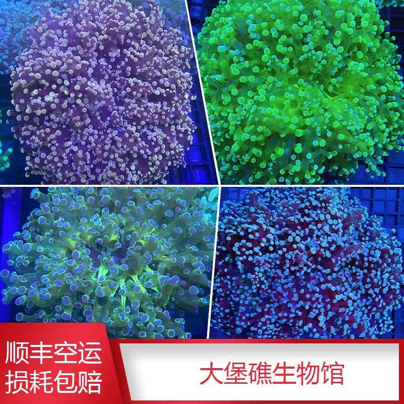 Euphyllia divisa Pearl Frogspawn Grapes Elegant software LPS Seawater living thing Great Barrier Reef Biologyin the Pet/Pet food and supplies , Aqua World , Other aquarium pets  category - from Buy2taobao.com to provide professional Taobao agent buy service