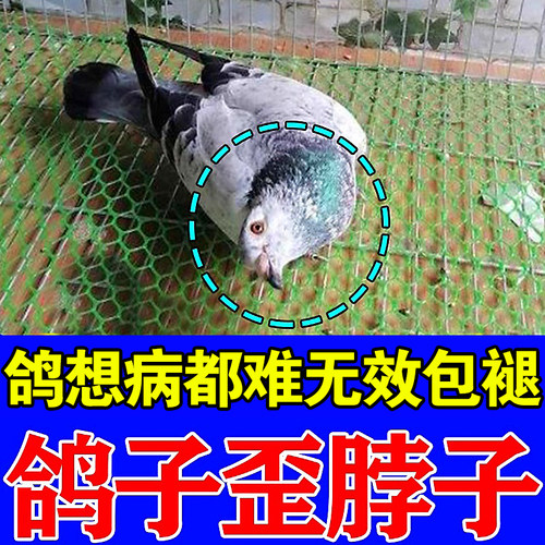 鸽子歪脖子药专用特效扭歪头呼吸道抗沙门氏