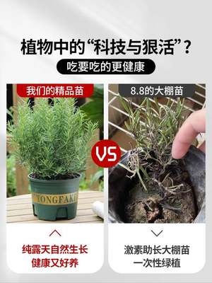 迷迭香可食用绿植牛排用盆栽物苗花卉室内阳台百里香薄荷香草驱蚊