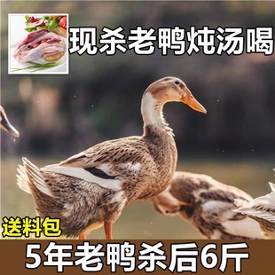 散养五年老鸭子土鸭农家水养老鸭水鸭肉整只土鸭新鲜现杀鸭肉批发