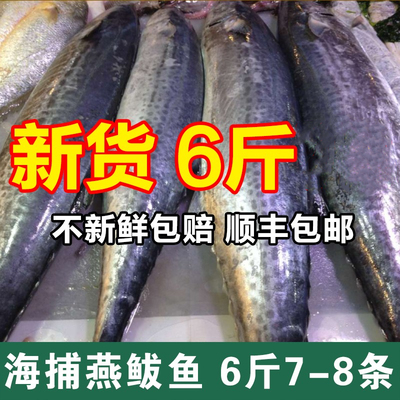 新鲜海捕冷冻活冻鲅鱼大中小冰鲜