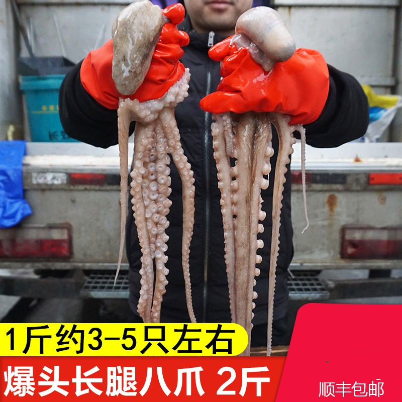 爆头八爪鱼 新鲜冷冻新鲜生鲜大 小章鱼海鲜水产长腿八抓鱼大爆头