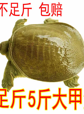 5斤足青黄色外塘公甲鱼活体