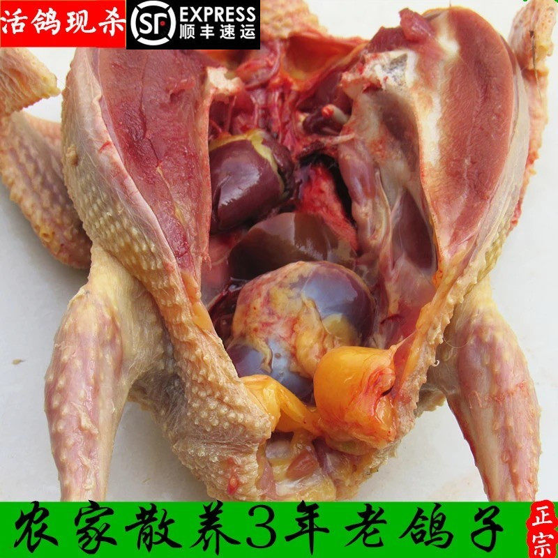 3年老鸽子2只装正宗农家散养飞鸽野生土鸽子农村鸽子新鲜现杀顺丰