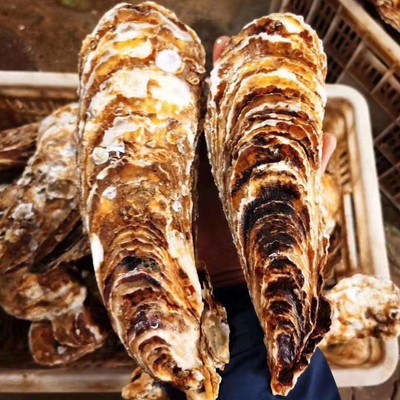 超大生蚝蚝王新鲜牡蛎