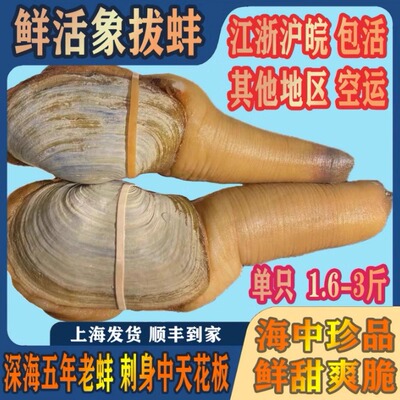 象拔蚌刺身级别活冻象鼻蚌特大号