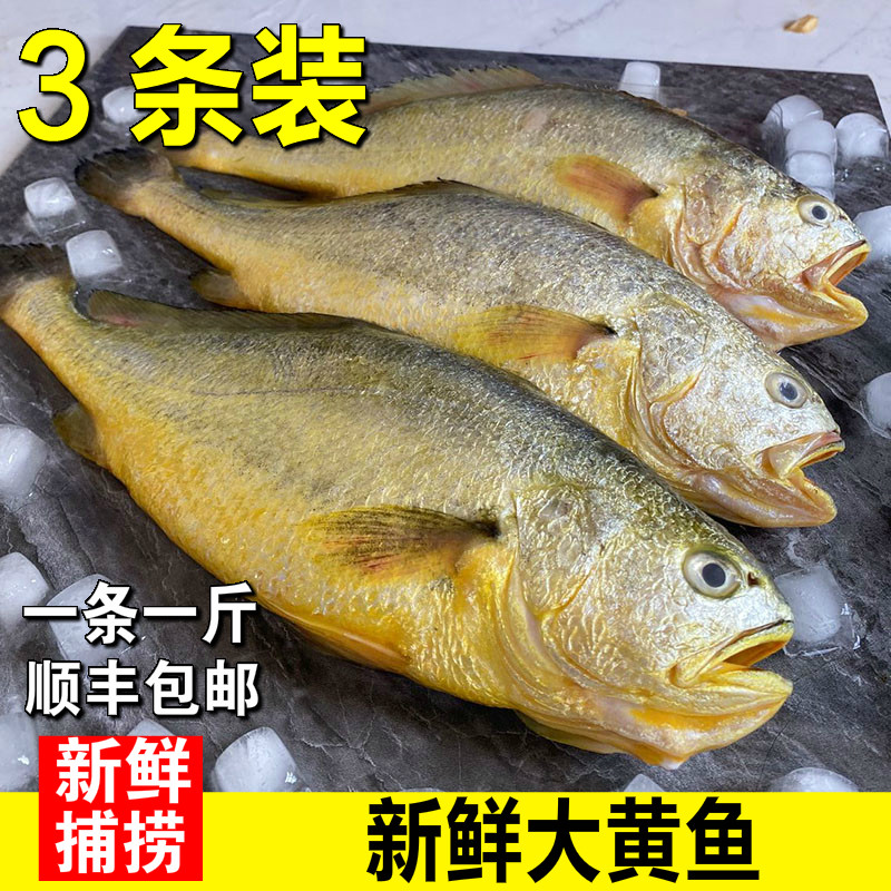 新鲜大黄花鱼海鲜鲜活