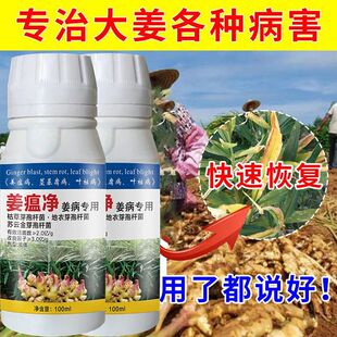 姜瘟净生姜专用菌剂强效复配套餐大姜生姜通用黄叶病干枯病斑点病
