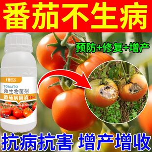 番茄病菌清灰霉病霜霉病黑杆病炭疽病溃疡病早晚疫病叶斑专用药