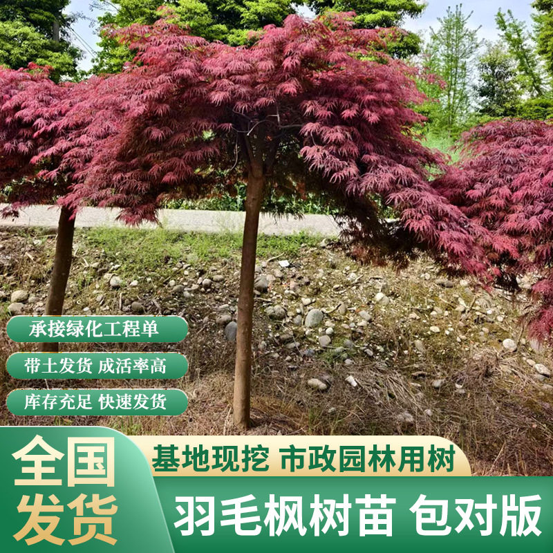 苗圃红羽毛枫外山红舞姬舞孔雀金隐约旦夏金金线盆栽庭院花园植物