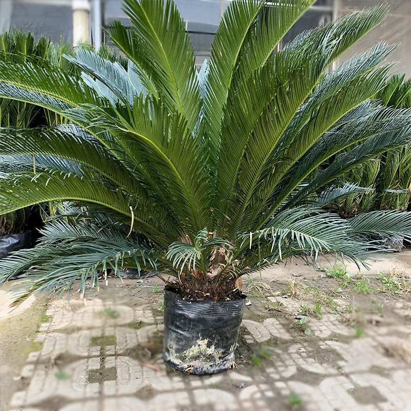 苏铁铁树凤尾铁凤尾蕉凤尾松盆栽园林绿化苗木棕榈科植物