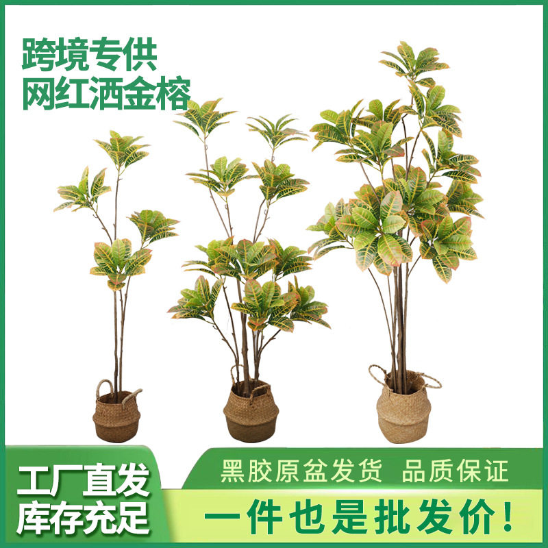 大型仿真绿植洒金榕树客厅园林装饰变色木落地盆栽仿真洒金溶树