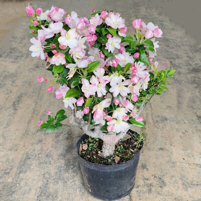 西府海棠花树苗老桩盆景耐寒植物庭院地栽四季花卉垂丝海棠盆栽