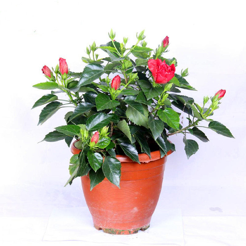 扶桑花苗大花苗重瓣盆栽红色朱瑾牡丹草室内阳台绿植物花期长