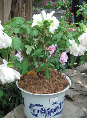 香玉菏泽牡丹花苗阳台盆栽牡丹庭院花卉浓香白色系多分枝