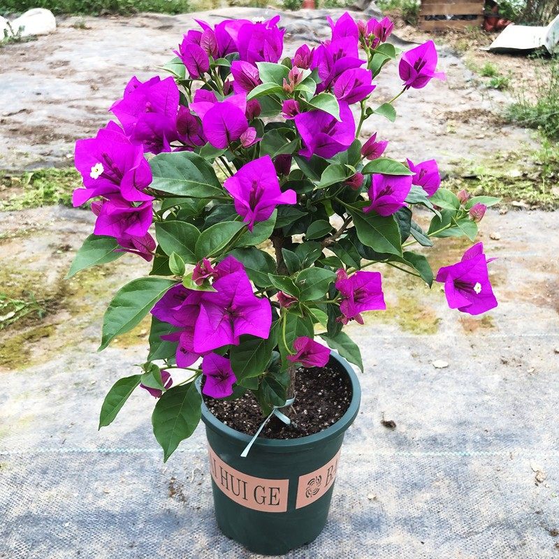 三角梅盆栽重瓣云南紫四季好养爬藤老桩阳台庭院花期持久室内花卉