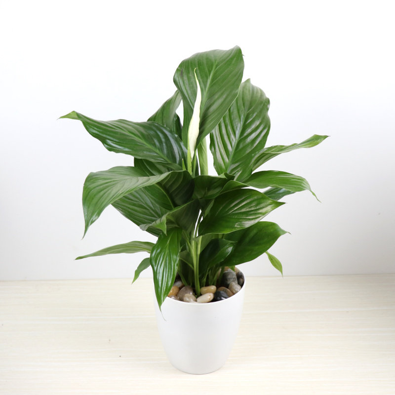 白掌水培植物一帆风顺盆栽花卉室内绿植办公室盆栽绿色植物盆景