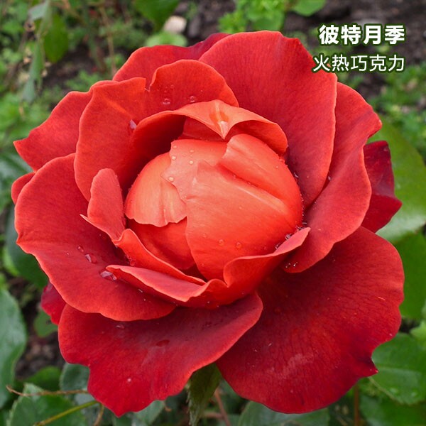 盆载灌木月季花苗地栽盆栽 火热巧克力 丰花月季蔷薇玫瑰带花苞