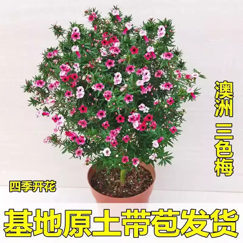 绿植盆栽带花阳台好养活松红梅