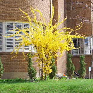 连翘花苗迎春花小苗丛生黄老虎树状树苗庭院地栽植物阳台盆栽花卉