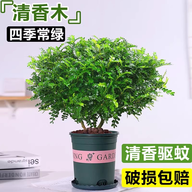 驱蚊植物清香木室内盆景父亲节四季常青胡椒木苗绿植庭院花卉盆栽