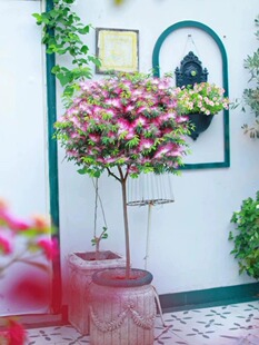 小盆景素材合欢树苗观花植物庭院阳台桌面盆栽合欢花小树桩耐寒花