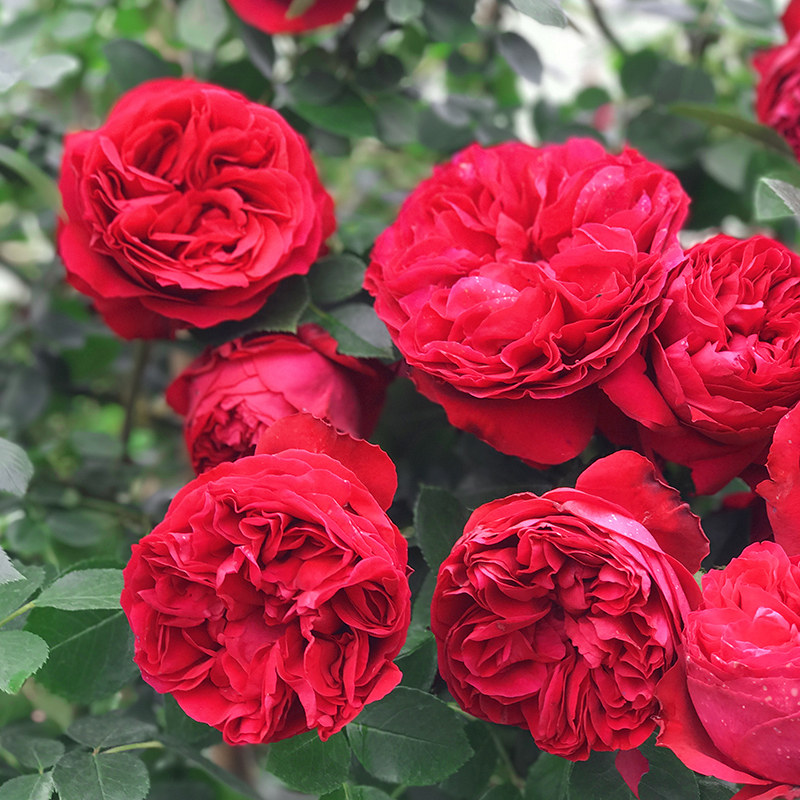 欧月季花苗红色龙沙宝石红龙 藤本阳台盆栽浓香玫瑰花多季开花