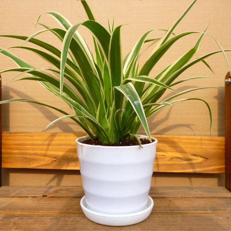 室内盆栽花卉植物 盆栽金心吊兰 金边吊兰  土培水培净化空气