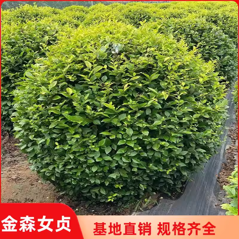 照耀室内室外耐寒耐热