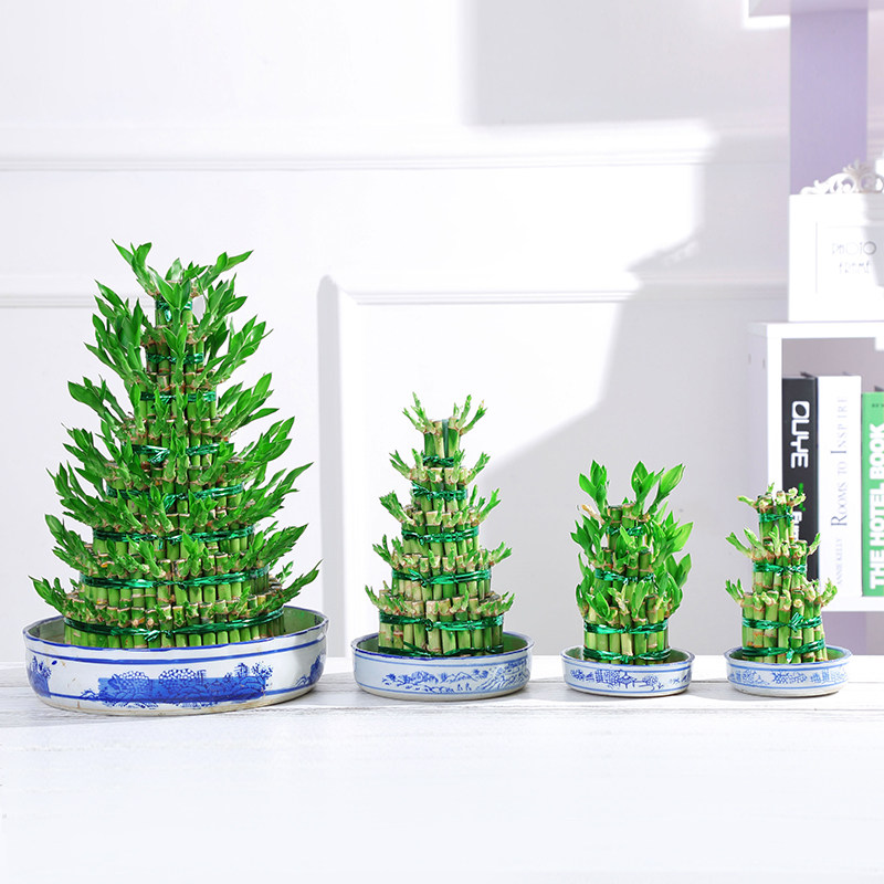 富贵竹水培竹塔节节高五层八层送人礼品花卉水养办公室室内易活