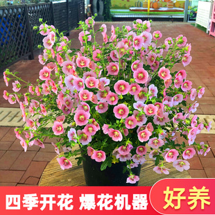 小木槿花盆栽包邮多年生四季常青小灌木好养爆款庭院室内阳台木堇