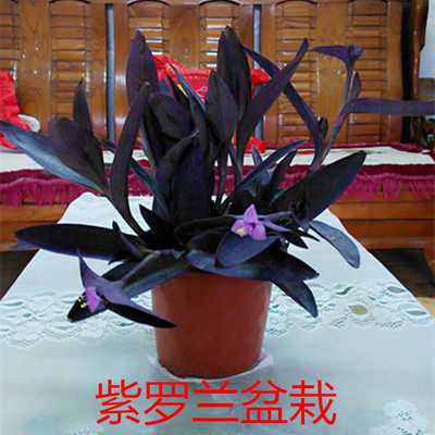 绿植吊兰阳台桌面水培盆栽紫竹梅图片