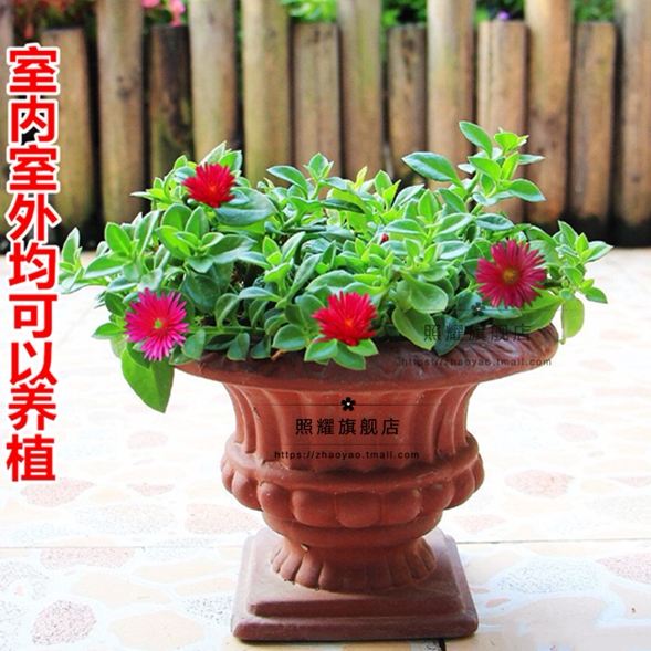 牡丹吊兰花苗带花阳台垂吊植物吊兰盆栽开花植物多年生穿心莲好养
