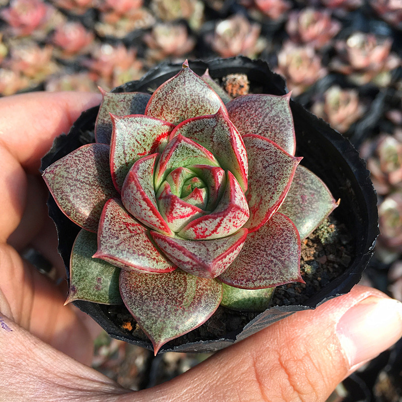 大和锦多肉植物多肉超萌肉肉易爆盆群生办公室创意花卉绿植盆栽