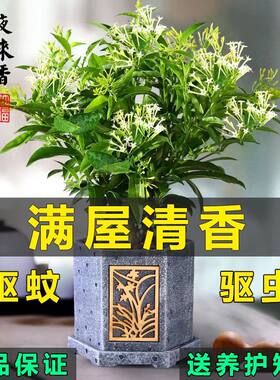 夜来香阳台庭院夏季树苗植物花卉