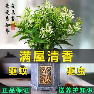 夜来香花苗盆栽阳台庭院夏季驱蚊香草树苗夜来香植物花卉当年开花