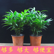 竹柏盆栽植物室内阳台好养绿植四季常青花卉平安竹桌面水培小盆栽