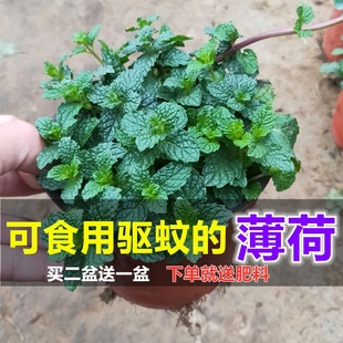 薄荷盆栽可水培薄荷苗办公室内绿植迷迭香驱蚊草驱蚊植物好养活