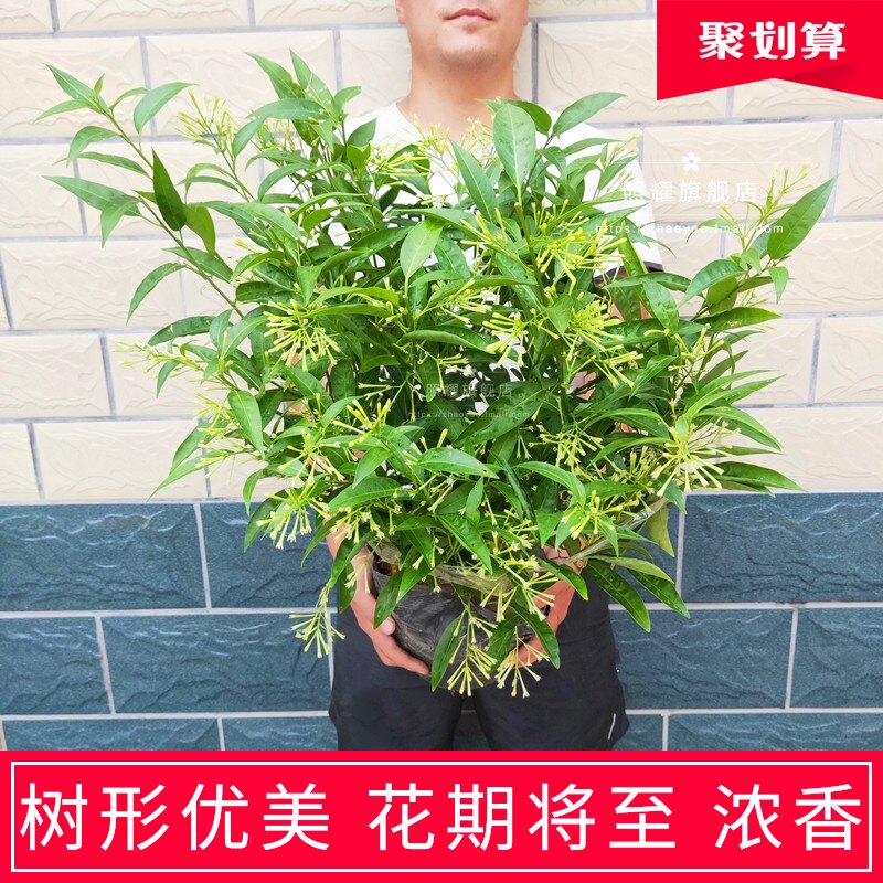 Sbike 识百客动植物商品速查