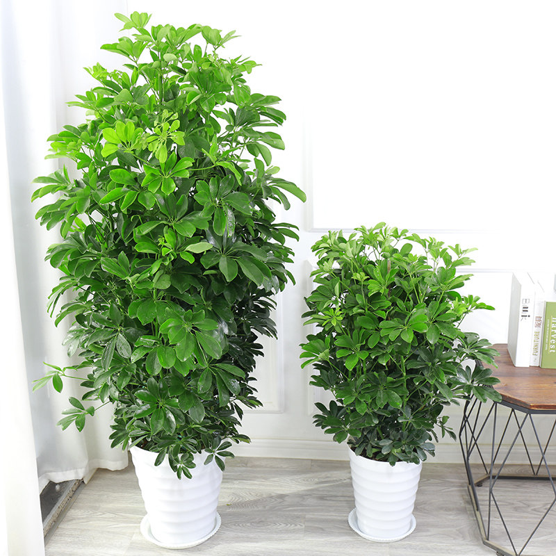 七叶莲鸭脚木盆栽幸运植物室内客厅四季常青鸭掌木鹅掌柴绿植易活