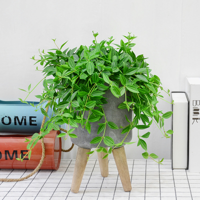 翡翠吊兰室内阳台春夏