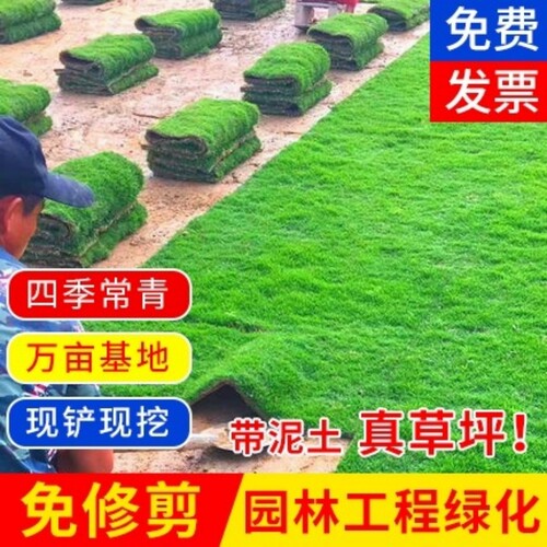 带土真草坪庭院阳台好成活